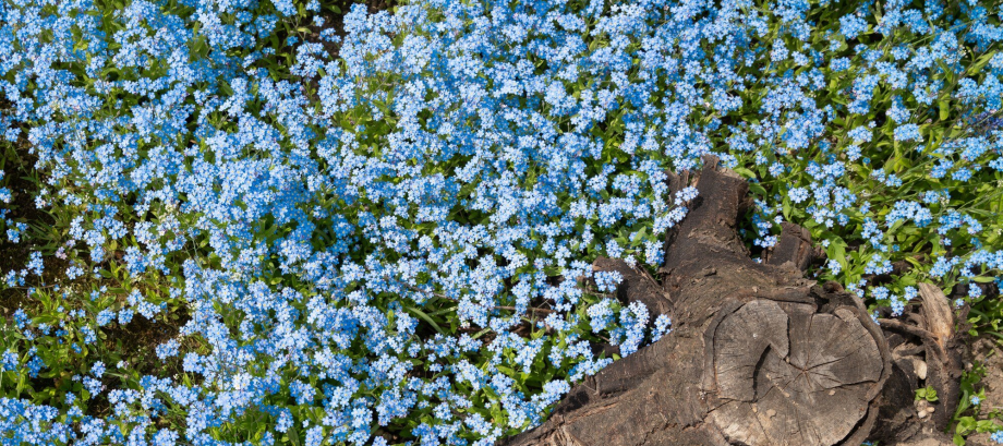 Blühende Vergissmeinnicht neben einem alten Baumstumpf.